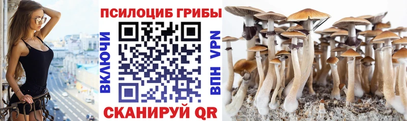 купить наркотики сайты  Медынь  Псилоцибиновые грибы Cubensis 
